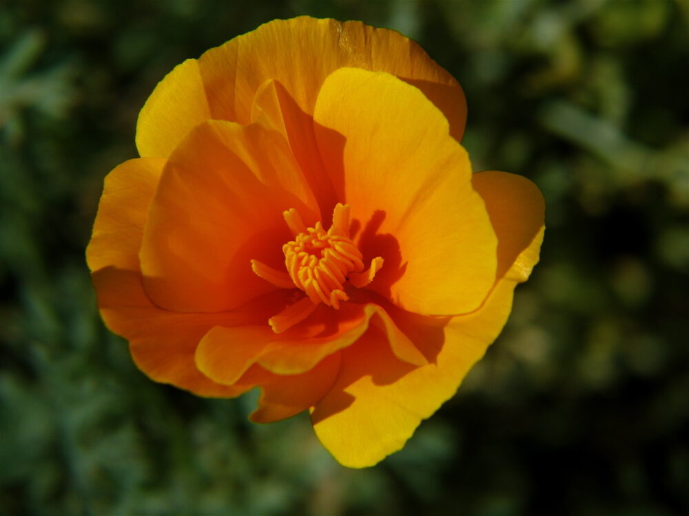 California Poppy - Wikimedia Commons