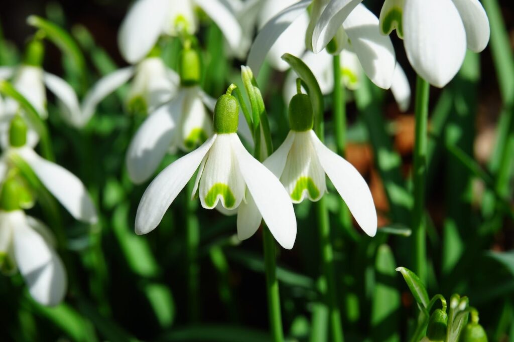 White-and-green Snowdrop Flowers Close-up Photography credit: Pixabay
